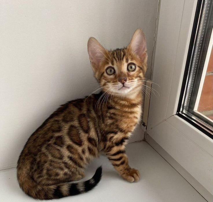 Бенгальские котята