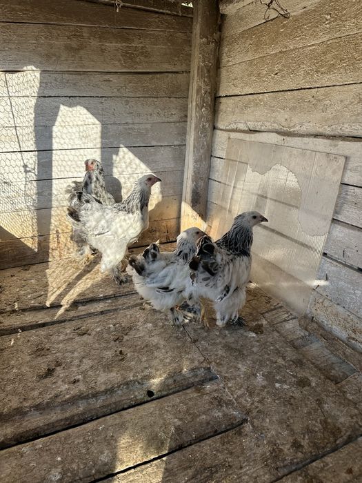 Tineret brahma 3 hd si un bobat