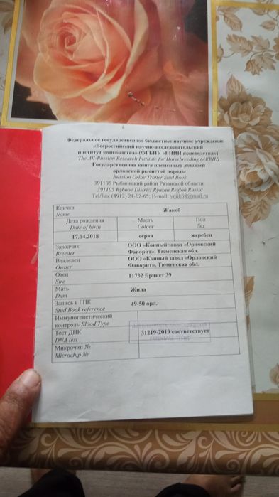 Продам жеребца орловца