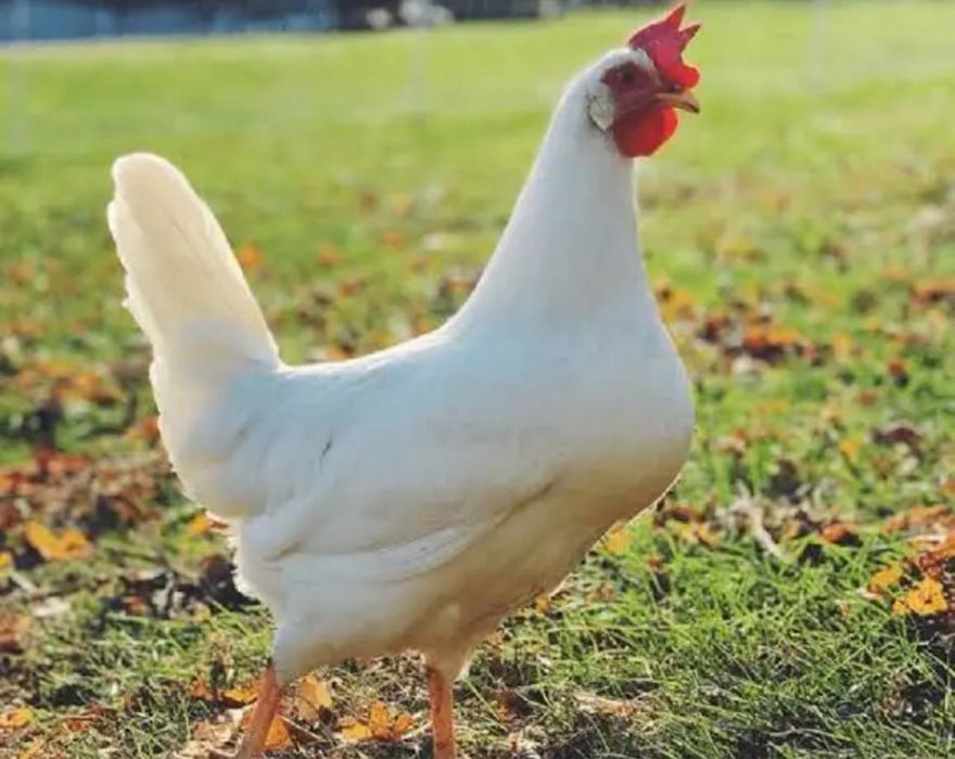 Продам кур несушек