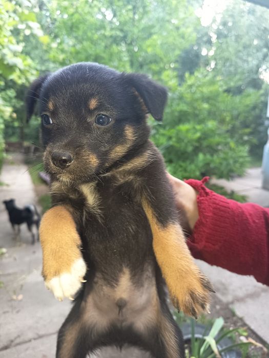 Căței gratis 2 luni