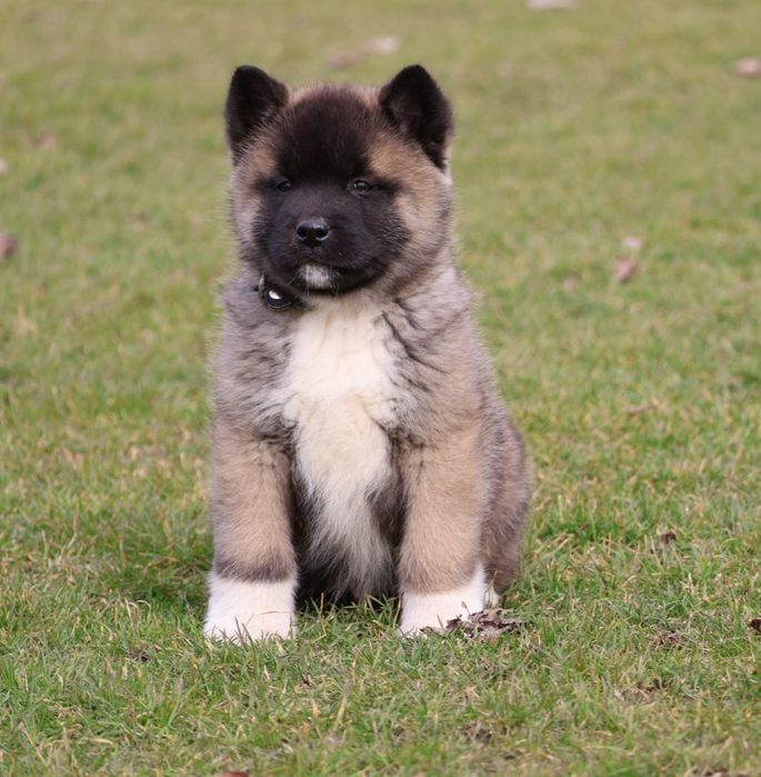 Mascul akita american