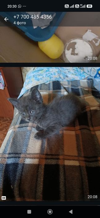 Животные, котята