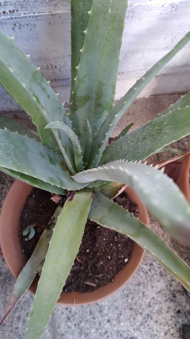 Продавам алое вера и сансеверии