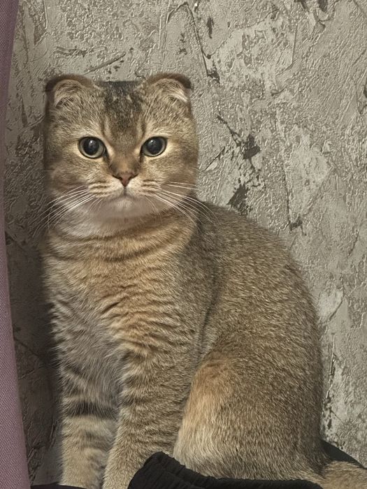 Скоттиш фолд для вязка пол  муж: