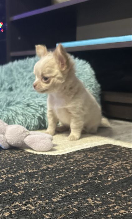 Продам чихуахуа ДШ с документами