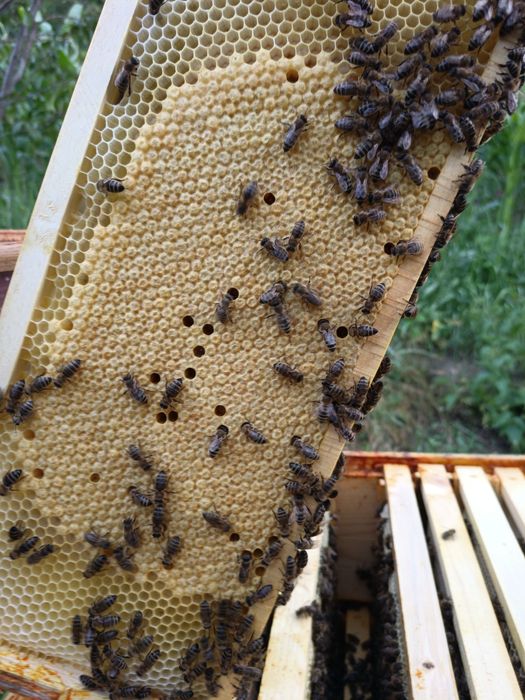 Vând familii de albine in stupi MER