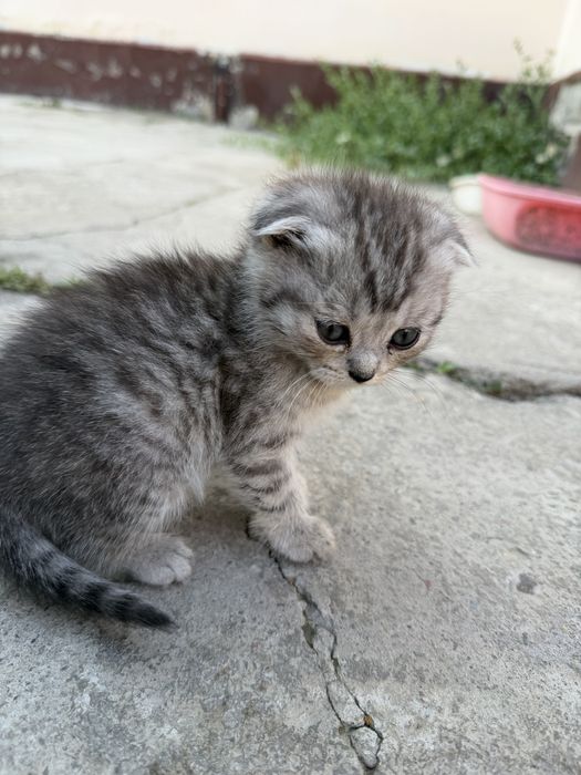 Котята Scottish Fold и Страйт
