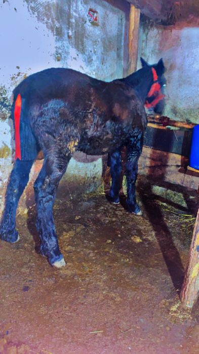 de vanzare manz de 6 luni