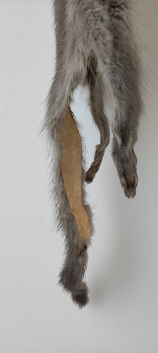 Сива яка от норка