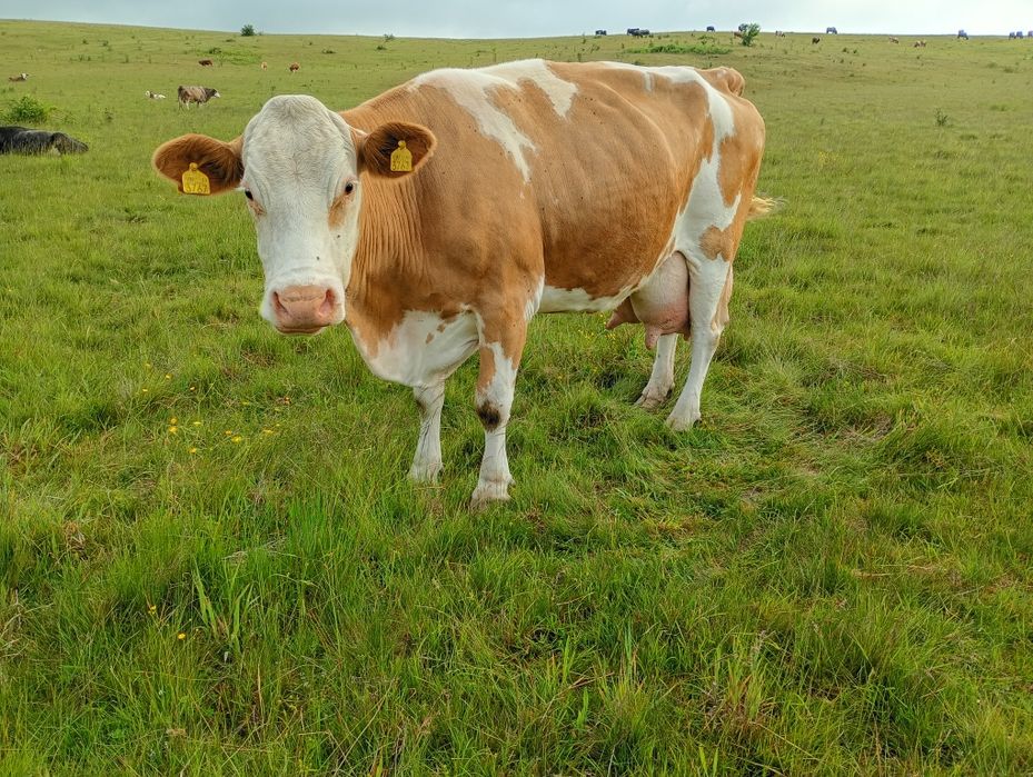 Vaca fătată recent