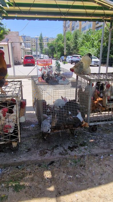 Sergili dehqon bozorida parrandalar sotiladi