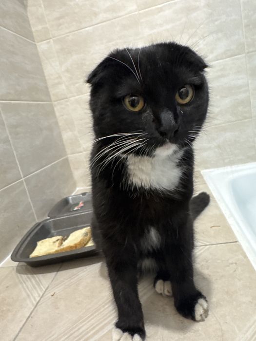 шотландского кота