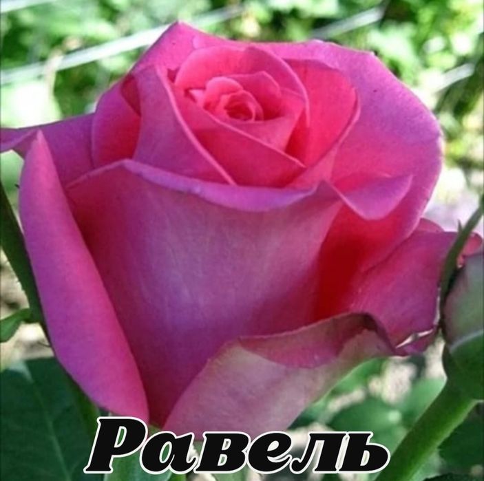 Саженцы роз оптом