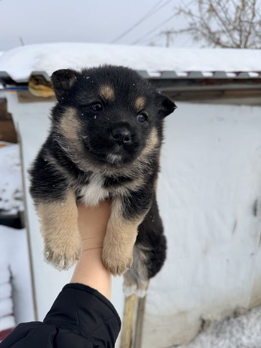 Щенки добрые и ласковые