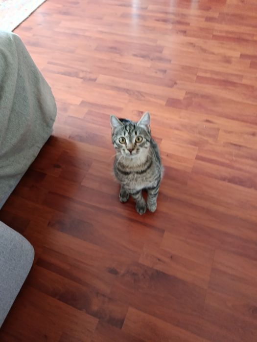 Бесплатно котёнок