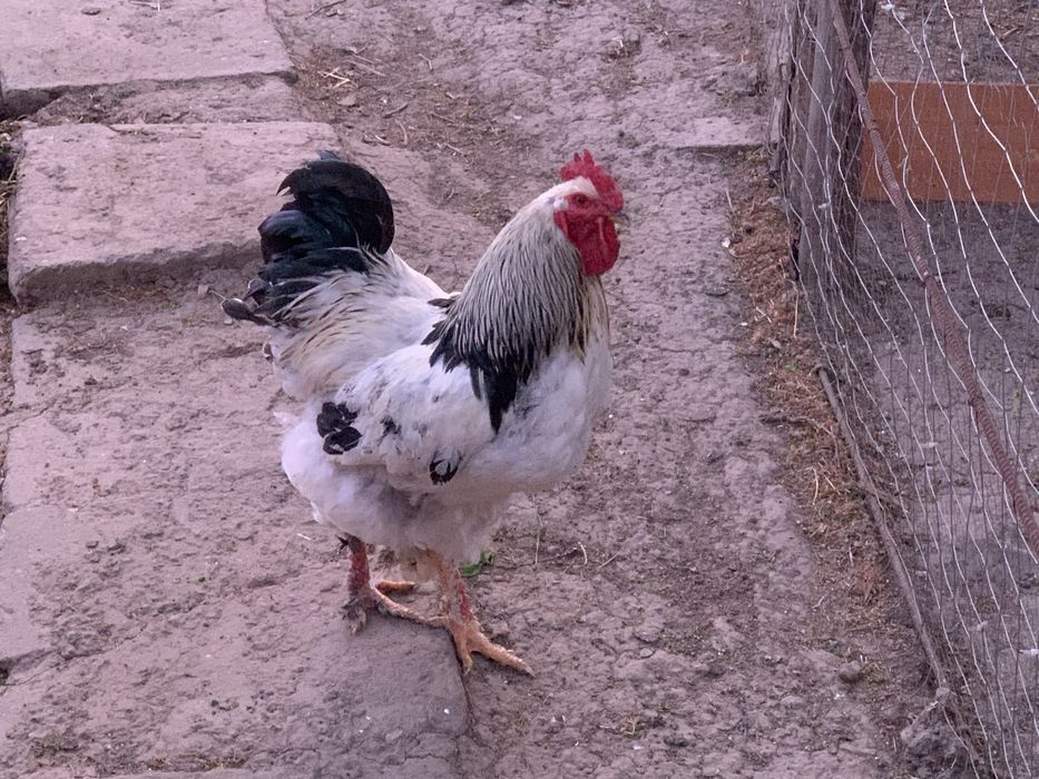 Vand Cocosi