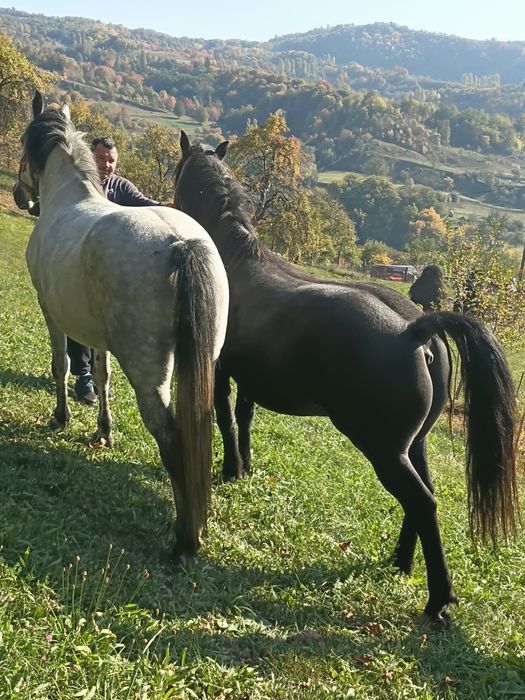 Vând caii  garantați la ham