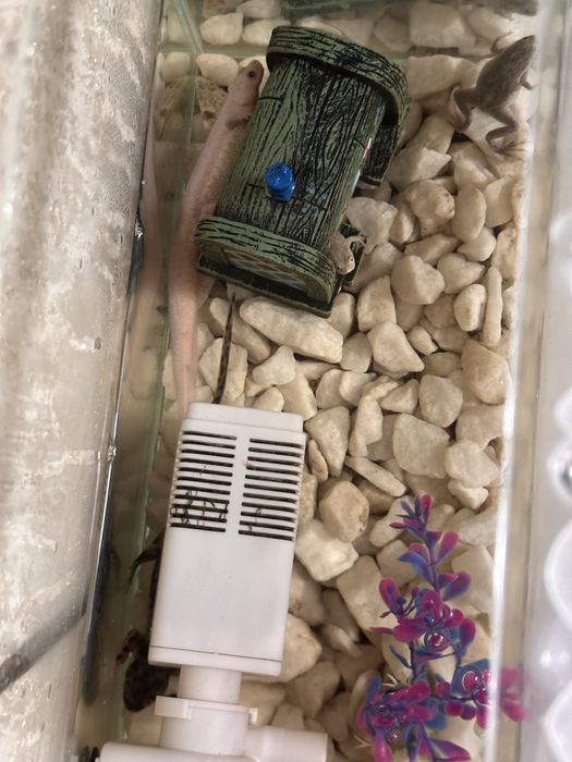 Продам аквариум с тритонами