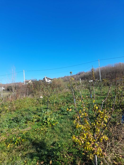 Tuns pomi fructiferi