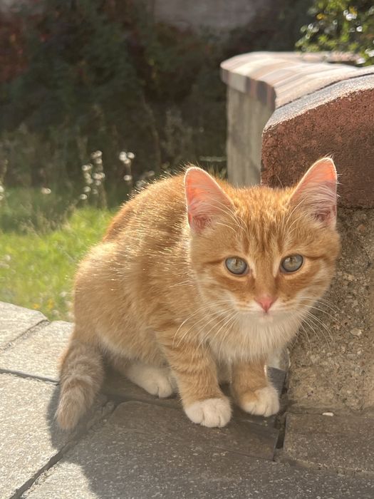 Отдадим в добрые руки бесплатно