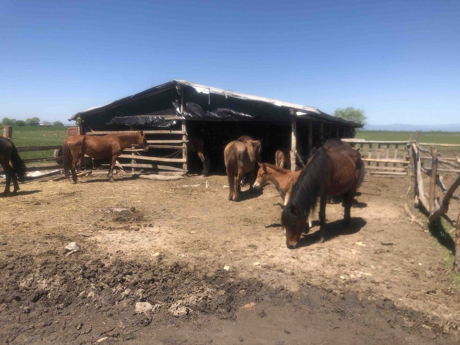 Кобили с кончета