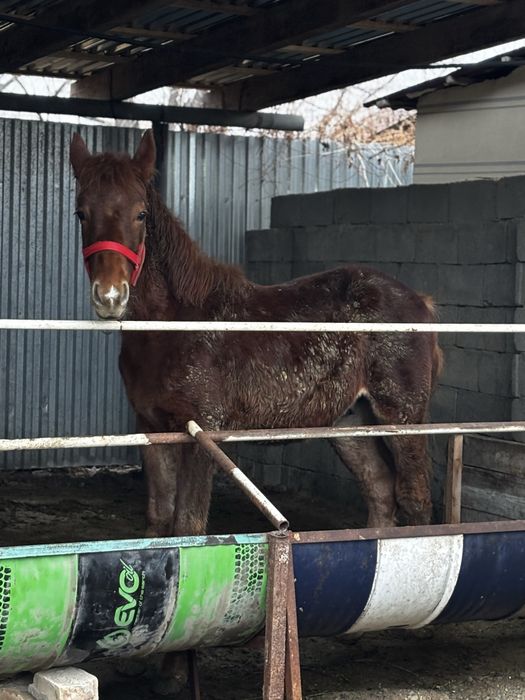 Жабагы сатылады