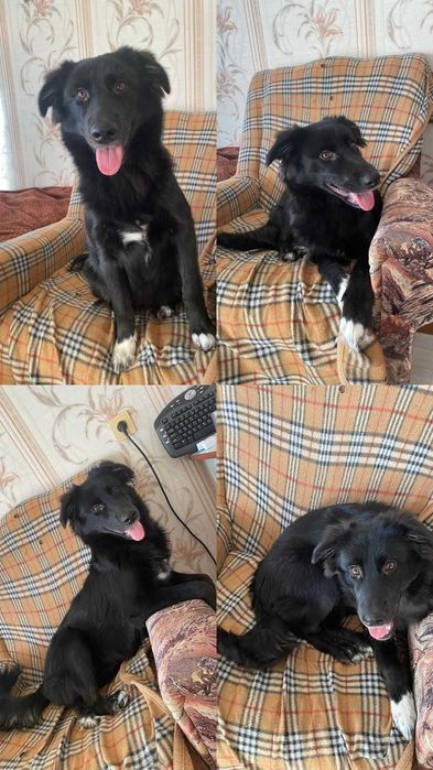 Щенку (девочка) нужен дом!