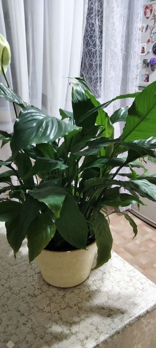 Продам спатифиллум