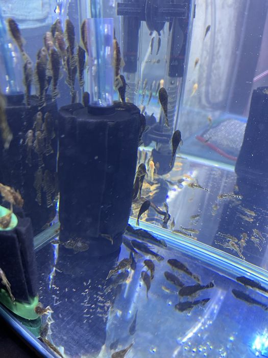 Поодам анцитрусов р 3,4 см