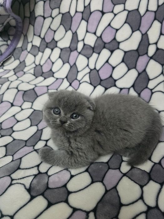 Продам котят порода скотиш фолд