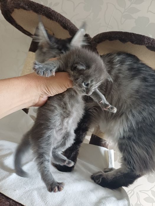 Maine Coon fetita