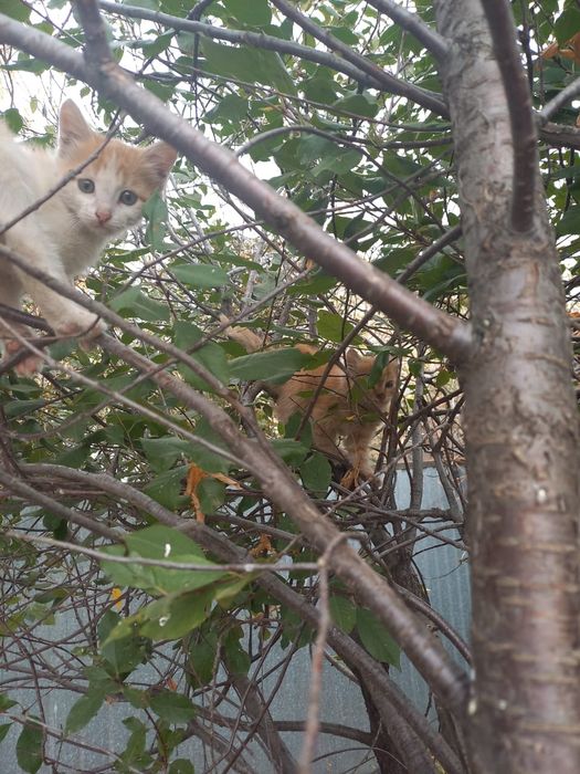 Отдадим котят в добрые руки