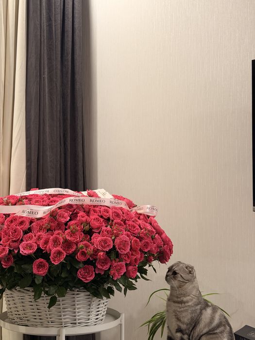 Шотландец вислоухий Кот