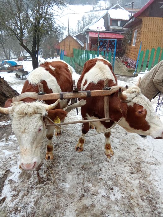 Vand junci de doi ani