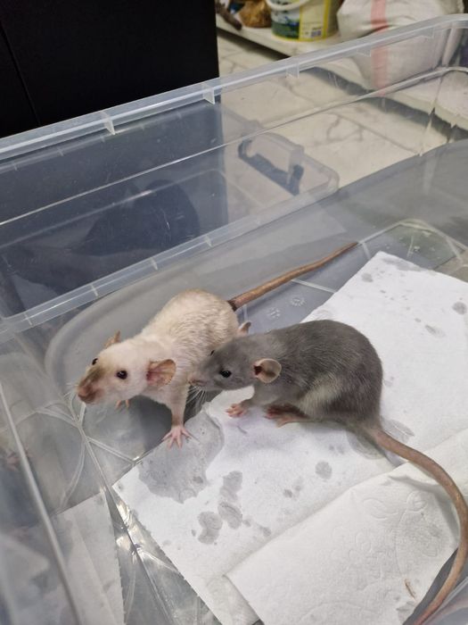 Декоративные крысы