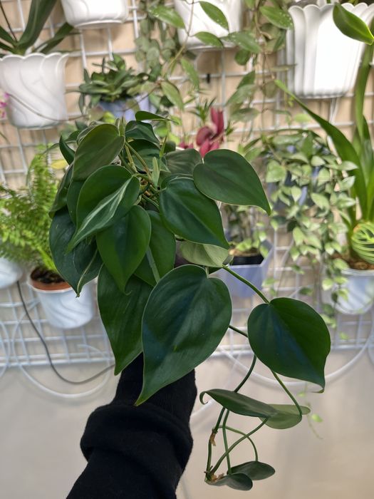Филодендрон Рио ампельный