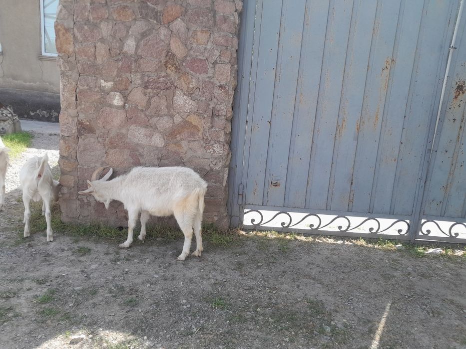 Молочный эшкы сатам