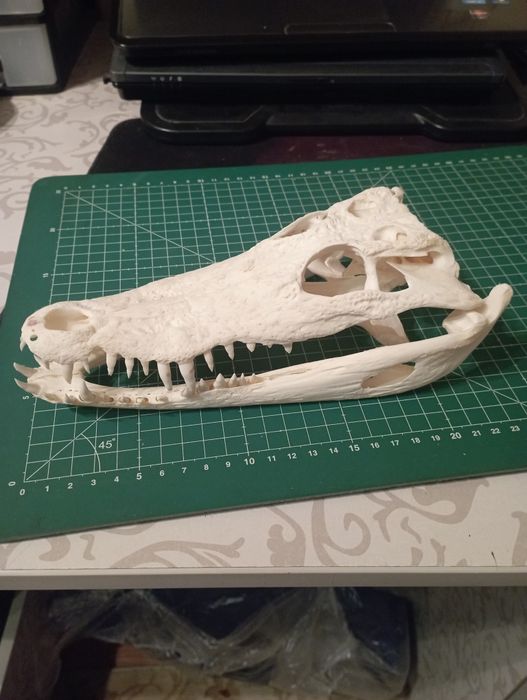 Череп крокодила.