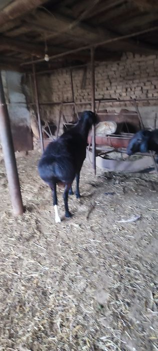 Кучкорлар сотилади