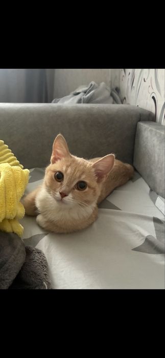 Отдам котенка мальчика