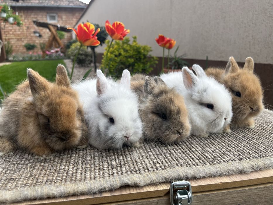 iepuri pitici cap de leu