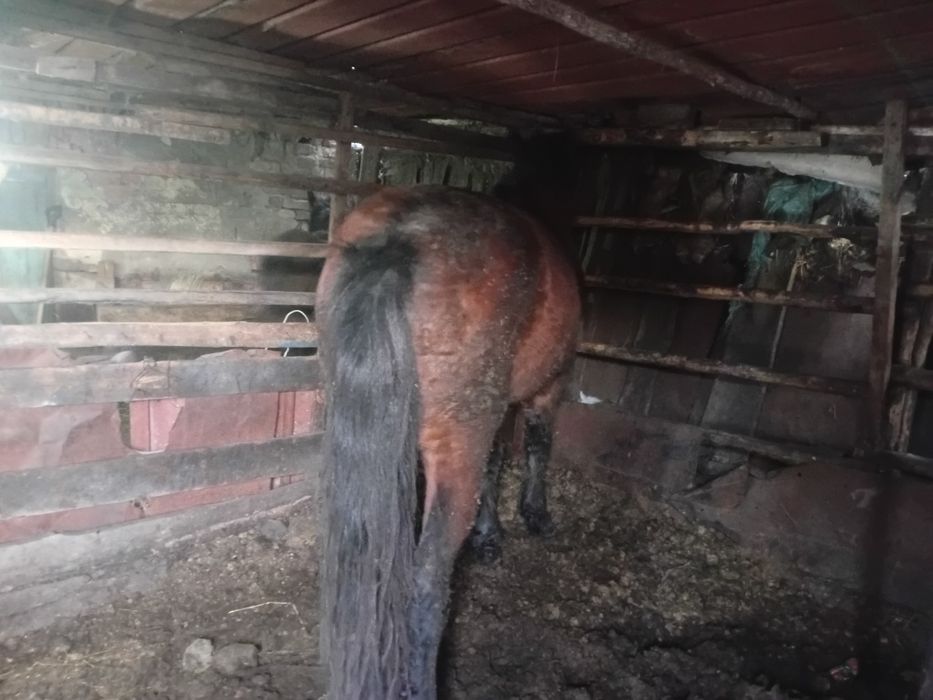 Продаётся кунан 3 года