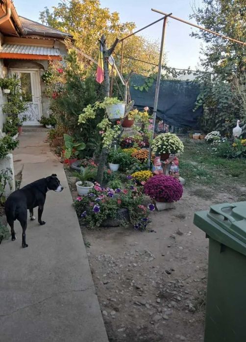 Vând casă cu teren mare în Vidra-Sintești | Utilități | 62.0