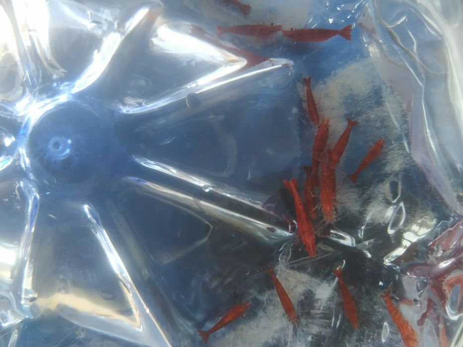 Криветки вишня красный