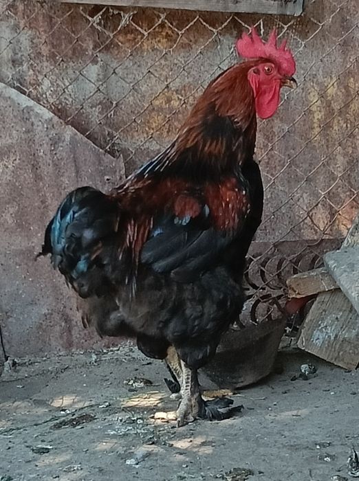 De vînzare cocos