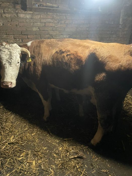 Vaca Baltata Romaneasca