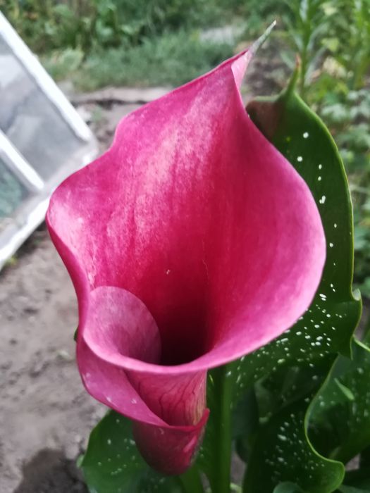 Продам клубни каллы