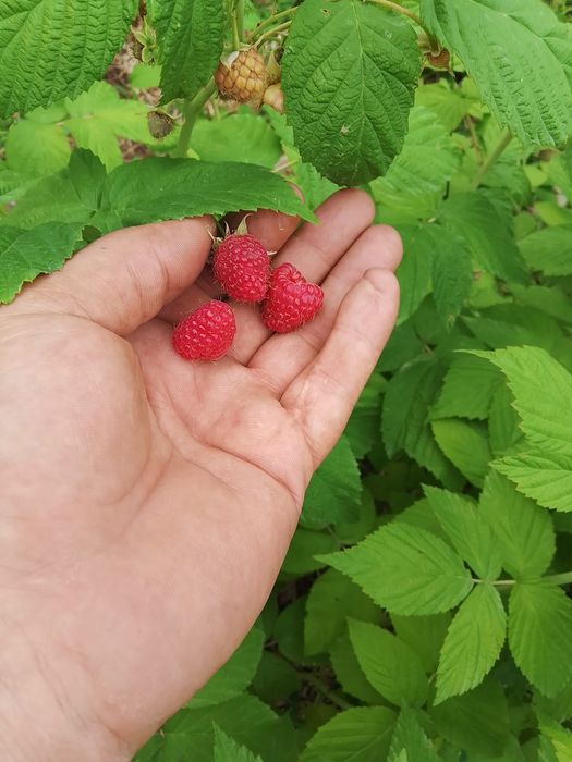 Саженцы малины сорт Бабье лето