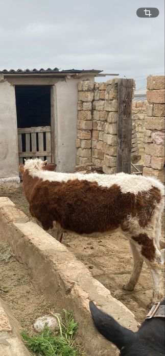 Ак бас тукымы баспактар 420000